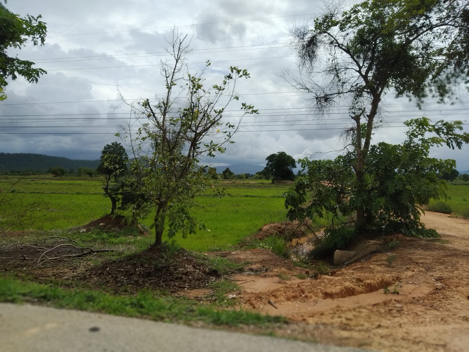 Green rice fields and distant mountains under monsoon clouds in northern Thailand
